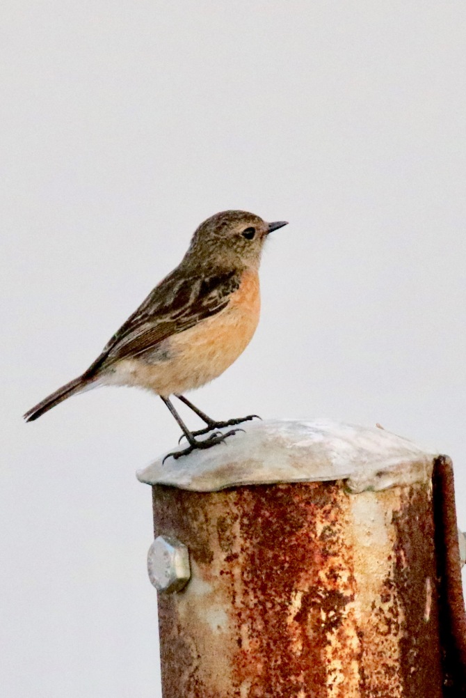 African Stonechat (f)